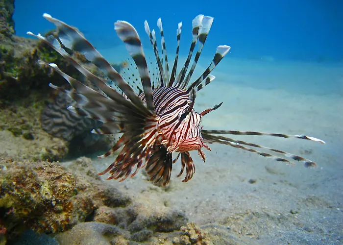 Üdülőközpont Oonas Dive Club 2*